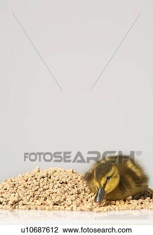 Duckling sitting on feed View Large Photo Image Stock Image - Duckling sitting on feed. Fotosearch