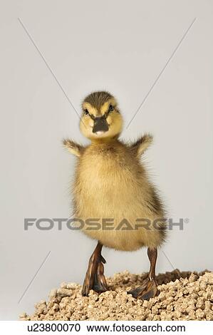Stock Image - Duckling standing on feed. Fotosearch