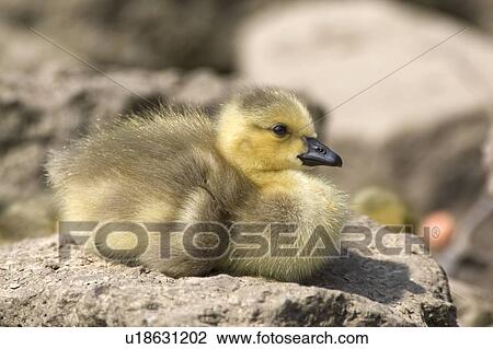 Duckling View Large Photo Image Stock Image - Duckling. Fotosearch