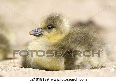 Duckling View Large Photo Image Stock Photo - Duckling. Fotosearch