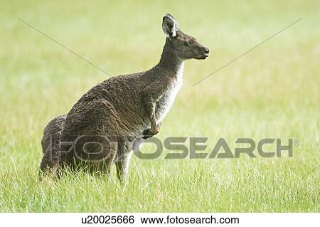 Eastern Grey Kangaroo View Large Photo Image Stock Photograph - Eastern Grey Kangaroo. Fotosearch