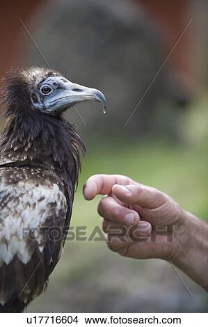Egyptian vulture (Neophron percnopterus) with person's hand, Pokhara, Nepal View Large Photo Image Picture - Egyptian vulture (Neophron percnopterus) with person's hand, Pokhara, Nepal. Fotosearch