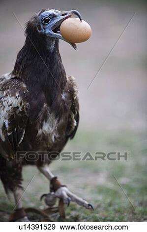Stock Photo - Egyptian vulture with egg (Neophron percnopterus). Fotosearch