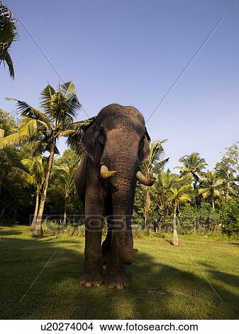 Elephant, Kerala, India View Large Photo Image Picture - Elephant, Kerala, India. Fotosearch