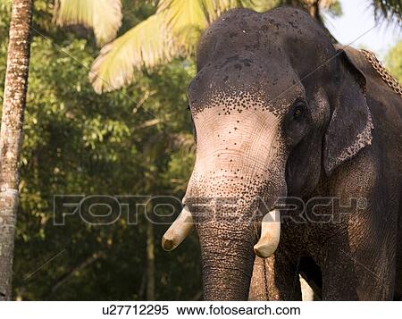 Elephant, Kerala, India View Large Photo Image Stock Photography - Elephant, Kerala, India. Fotosearch