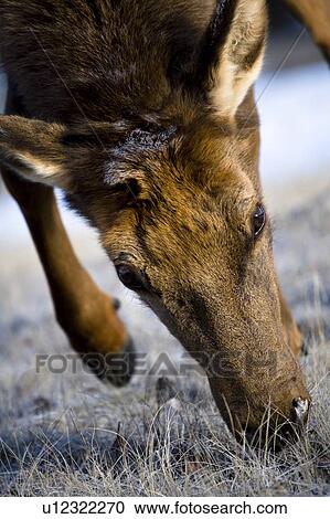 Elk (Cervus canadensis) View Large Photo Image Stock Image - Elk (Cervus canadensis). Fotosearch