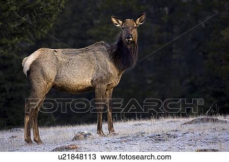 Elk (Cervus Canadensis) View Large Photo Image Stock Image - Elk (Cervus Canadensis). Fotosearch