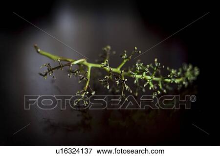 Empty grapevine View Large Photo Image Stock Photo - Empty grapevine. Fotosearch