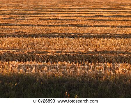 Farmer's field View Large Photo Image Stock Image - Farmer's field. Fotosearch