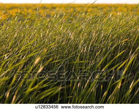 Field of grass View Large Photo Image Stock Photograph - Field of grass. Fotosearch