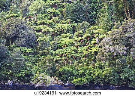Stock Image - Fiordland National Park, Milford Sound, South Island, New Zealand. Fotosearch