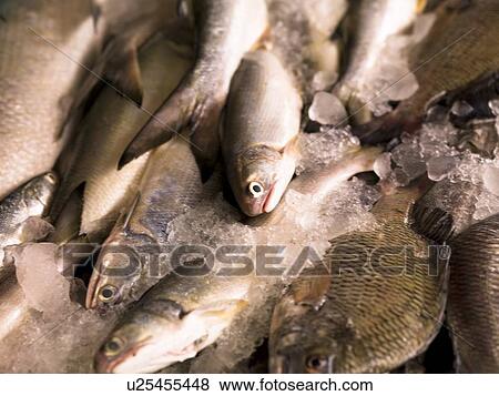 Fish, Cochin, Kerala, India View Large Photo Image Stock Photo - Fish, Cochin, Kerala, India. Fotosearch