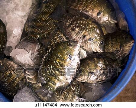 Picture - Fish in a bucket, Cochin, Kerala, India. Fotosearch