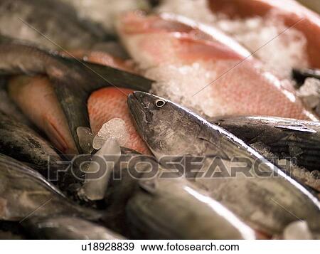 Stock Photo - Fish on ice, Cochin, Kerala, India . Fotosearch