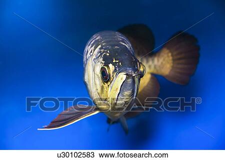 Fish View Large Photo Image Stock Image - Fish. Fotosearch