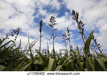 Flax View Large Photo Image Stock Image - Flax. Fotosearch