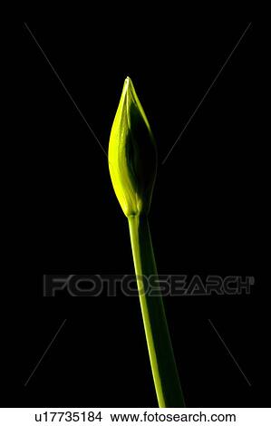 Flower bud View Large Photo Image Picture - Flower bud. Fotosearch
