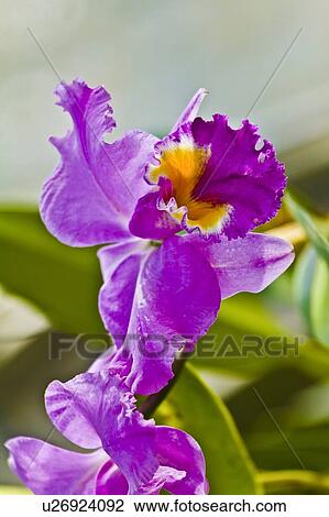 Stock Image - Flower. Fotosearch