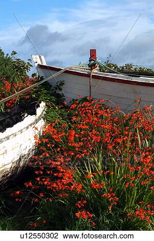 Flowers in wooden boat in Roundstone, Galway, Ireland View Large Photo Image Stock Image - Flowers in wooden boat in Roundstone, Galway, Ireland. Fotosearch
