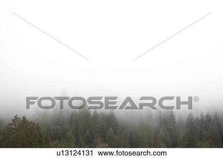 Fog Over Forest View Large Photo Image Stock Image - Fog Over Forest. Fotosearch