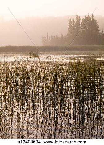 Picture - Foggy pond. Fotosearch