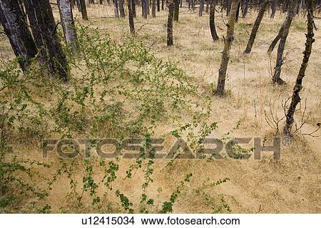 Forest floor View Large Photo Image Picture - Forest floor. Fotosearch