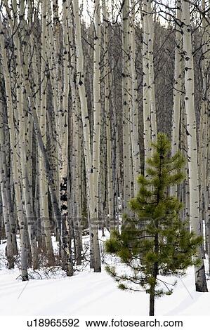 Forest of trees View Large Photo Image Stock Image - Forest of trees. Fotosearch