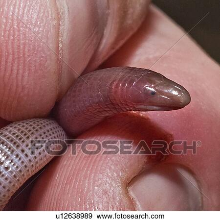 Fossorial amphisbaenia being held View Large Photo Image Stock Photo - Fossorial amphisbaenia being held. Fotosearch