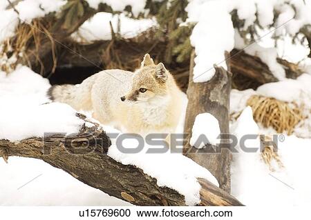 Fox in winter habitat View Large Photo Image Stock Image - Fox in winter habitat. Fotosearch