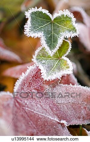 Frost on Autumn leaves View Large Photo Image Picture - Frost on Autumn leaves. Fotosearch