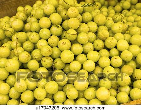 Fruit, Kerala, India View Large Photo Image Stock Photograph - Fruit, Kerala, India . Fotosearch