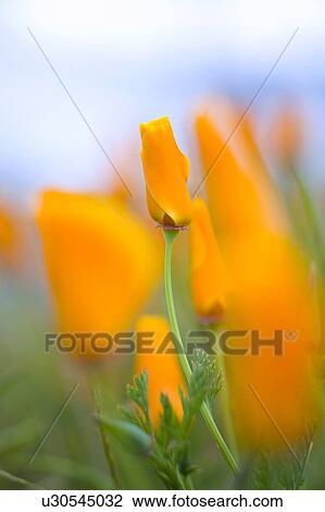 Furled Poppy View Large Photo Image Stock Image - Furled Poppy. Fotosearch