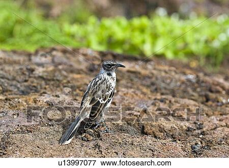 Galapagos Mockingbird on rock View Large Photo Image Stock Photo - Galapagos Mockingbird on rock. Fotosearch