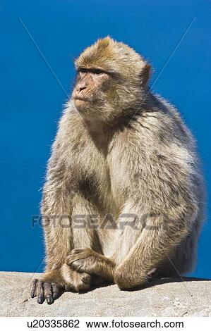 Stock Image - Gibraltar Barbary Macaque (Macaca sylvanus). Fotosearch