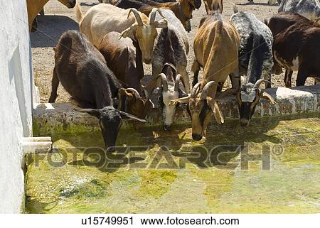 Goats drinking, Andalusia, Spain View Large Photo Image Stock Image - Goats drinking, Andalusia, Spain. Fotosearch