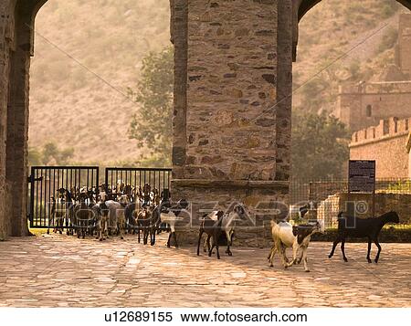 Stock Photography - Goats in the abandoned city of Fatehpur, Rajasthan, India. Fotosearch