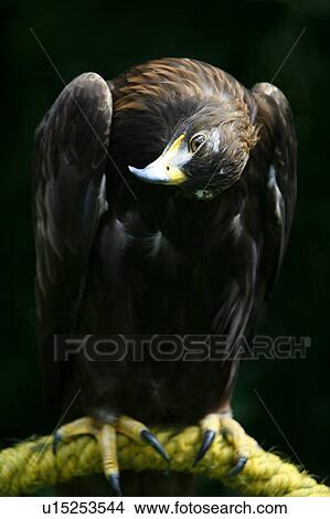 Golden eagle (Aquila chrysaetos) View Large Photo Image Picture - Golden eagle (Aquila chrysaetos). Fotosearch
