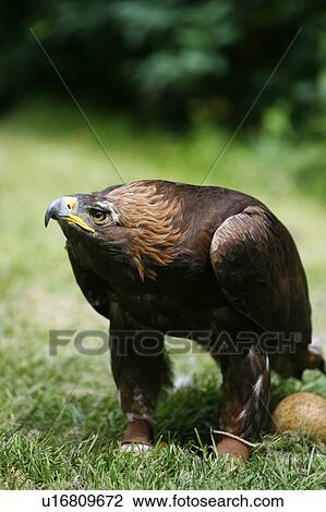 Stock Image - Golden eagle (Aquila chrysaetos) with egg. Fotosearch