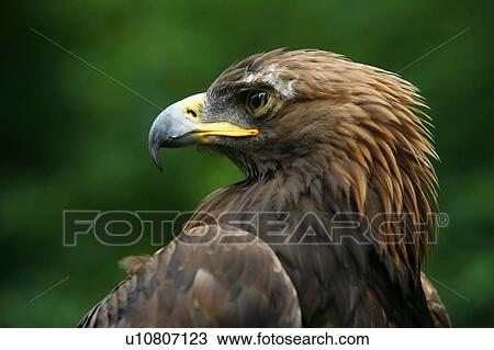 Stock Image - Golden eagle's face (Aquila Chrysaetos). Fotosearch