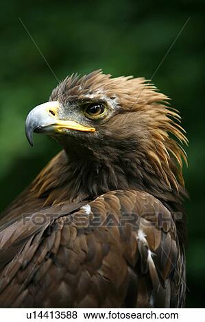 Stock Photo - Golden eagle's face (Aquila Chrysaetos). Fotosearch
