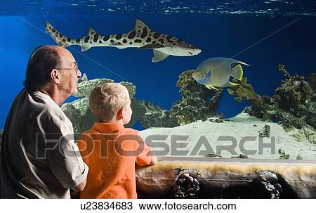 Grandfather and grandson watching fish at aquarium View Large Photo Image Stock Image - Grandfather and grandson watching fish at aquarium. Fotosearch