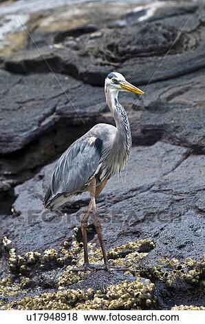 Great Blue Heron on rock View Large Photo Image Stock Photo - Great Blue Heron on rock. Fotosearch