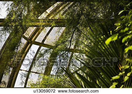 Greenery inside a greenhouse View Large Photo Image Stock Image - Greenery inside a greenhouse. Fotosearch
