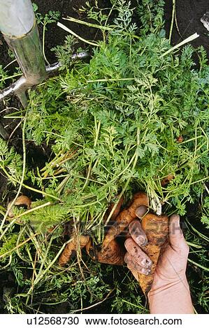 Stock Image - Hand holding carrot just pulled out of the garden. Fotosearch