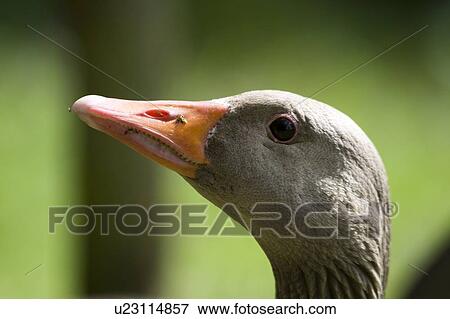 Head of a duck View Large Photo Image Stock Photo - Head of a duck. Fotosearch