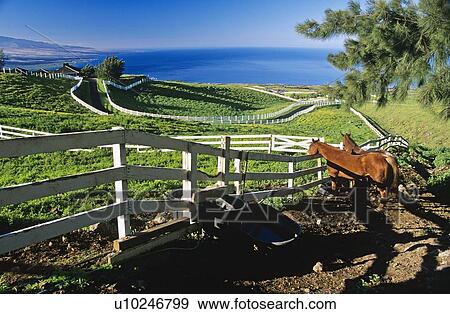 Horses behind wooden fence, Hawaii, USA View Large Photo Image Stock Photo - Horses behind wooden fence, Hawaii, USA. Fotosearch
