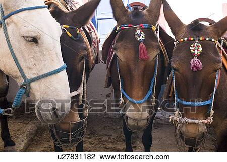 Horses, Fira, Santorini, Greece View Large Photo Image Stock Image - Horses, Fira, Santorini, Greece . Fotosearch
