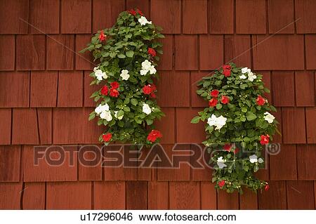 Impatiens Flowers View Large Photo Image Stock Photograph - Impatiens Flowers. Fotosearch