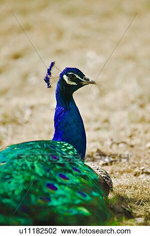 Indian Blue Peacock View Large Photo Image Stock Image - Indian Blue Peacock. Fotosearch