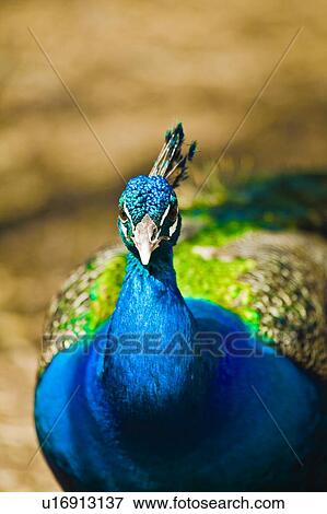 Indian Blue Peacock View Large Photo Image Stock Photo - Indian Blue Peacock. Fotosearch